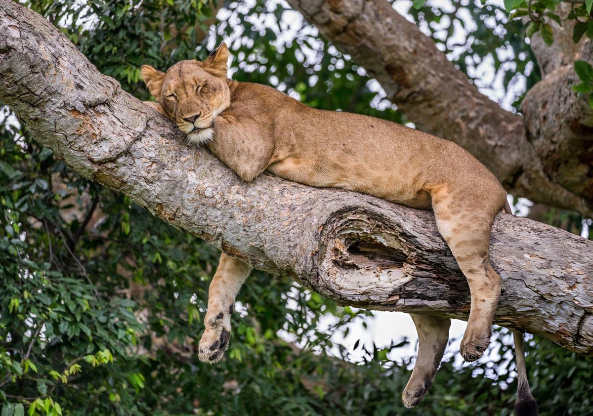 Tree-Climbing Lions of Ishasha
